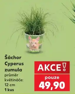 Kaufland Šáchor Cyperus zumula nabídka