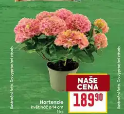 Billa Hortenzie květináč ø 14 cm 1 ks nabídka
