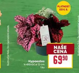 Billa Hypoestes květináč o 12 cm 1ks nabídka