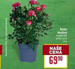 Billa Růže Nolina květináč 10,5 cm 1ks nabídka