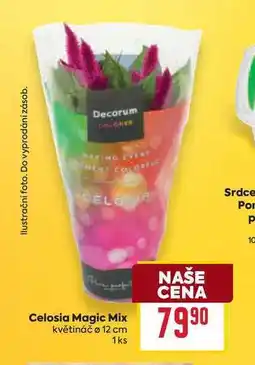 Billa Celosia Magic Mix květináč o 12 cm 1ks nabídka