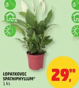 Penny Market Lopatkovec spathiphyllum nabídka