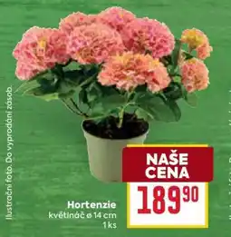 Billa HORTENZIE nabídka