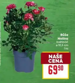 Billa Růže Nolina nabídka