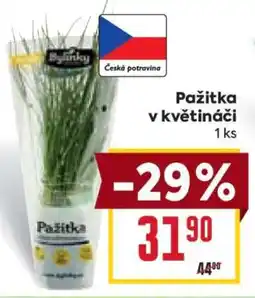 Billa PAŽITKA V KVĚTINÁČI nabídka