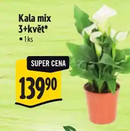 Albert Kala mix 3+květ nabídka