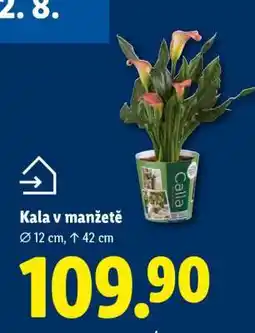 Lidl KALA V MANŽETĚ nabídka