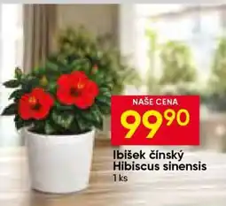 Hruška Ibišek čínský nabídka