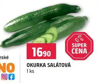OKURKA SALÁTOVÁ