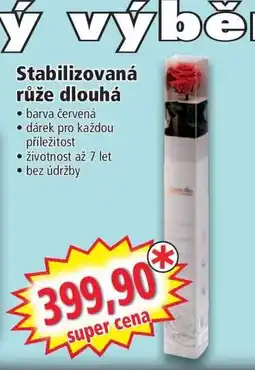 Norma Stabilizovaná růže dlouhá nabídka