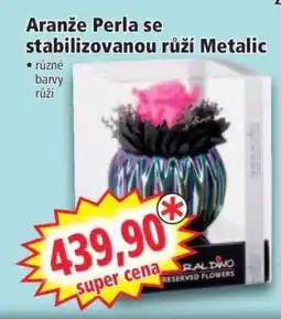 Norma Aranže Perla se stabilizovanou růží Metalic nabídka