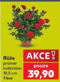 Kaufland Růže nabídka