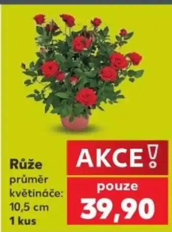 Kaufland Růže nabídka