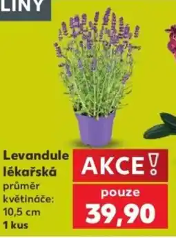 Kaufland Levandule lékařská nabídka
