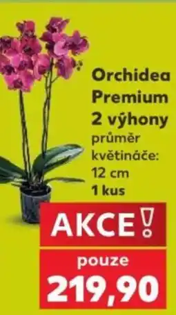Kaufland Orchidea Premium 2 výhony nabídka