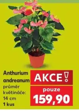 Kaufland Anthurium andreanum nabídka