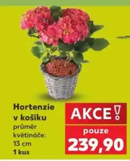 Kaufland Hortenzie v košíku nabídka