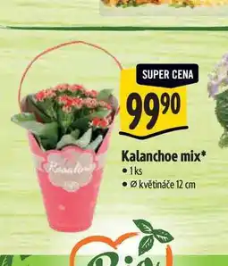Albert Kalanchoe mix, pr. květináče 12 cm nabídka