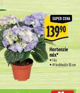 Albert Hortenzie mix, pr. květináče 10 cm nabídka