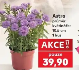 Kaufland Astra nabídka