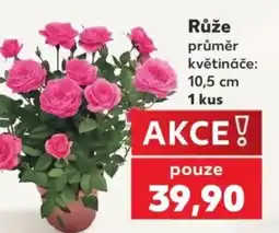 Kaufland Růže nabídka