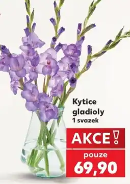 Kaufland Kytice gladioly 1 svazek nabídka