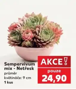 Kaufland Sempervivum mix - Netřesk nabídka