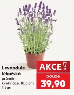 Kaufland Levandule lékařská nabídka