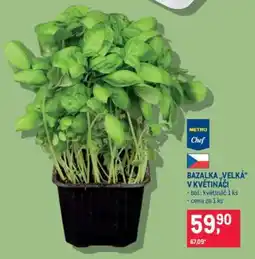 Makro BAZALKA „VELKÁ“ V KVĚTINÁČI nabídka