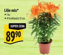 Albert Lilie mix nabídka
