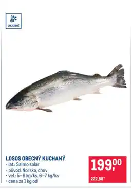 Makro Losos obecný kuchaný nabídka
