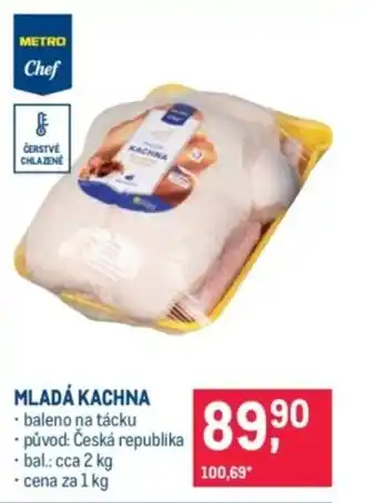 Mladá kachna