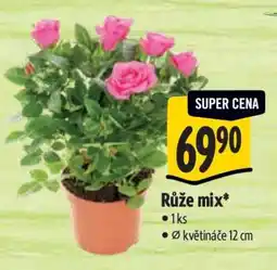 Albert Růže mix nabídka