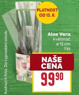 Billa Aloe Vera květináč nabídka