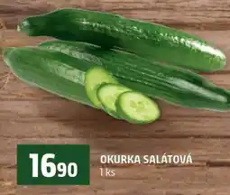 Terno OKURKA SALÁTOVÁ nabídka