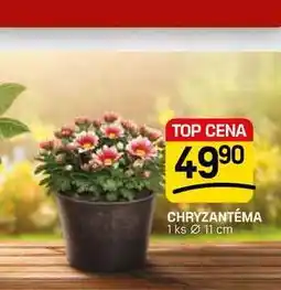 Flop CHRYZANTÉMA 1 ks 11 cm nabídka