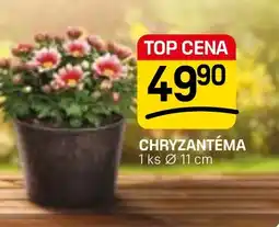 Flop Chryzantéma nabídka