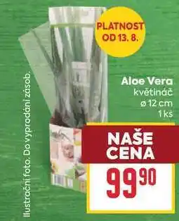 Billa Aloe Vera květináč 12 cm nabídka