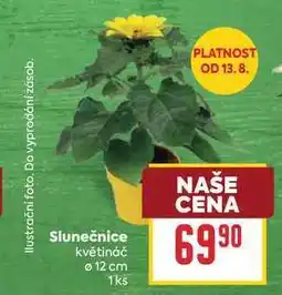 Billa Slunečnice květináč 12 cm 1ks nabídka