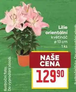 Billa Lilie orientální květináč Ø 13 cm 1ks nabídka