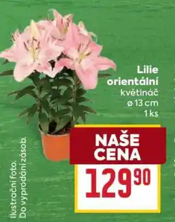 Billa LILIE ORIENTÁLNÍ nabídka