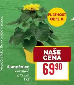Billa Slunečnice květináč nabídka