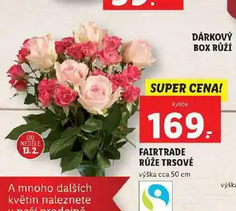 Lidl Fairtrade růže trsové nabídka