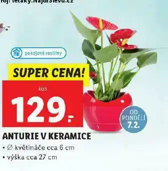 Lidl Anturie v keramice nabídka