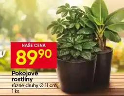 Hruška POKOJOVÉ ROSTLINY nabídka