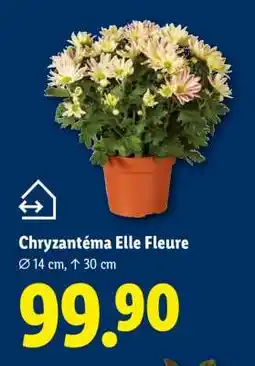 Lidl CHRYZANTÉMA ELLE FLEURE nabídka