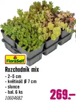 Hornbach FloraSelf rozchodník mix nabídka