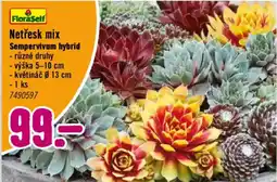 Hornbach FloraSelf Netřesk mix nabídka
