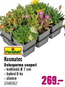 Hornbach FloraSelf Kosmatec Delosperma cooperi nabídka