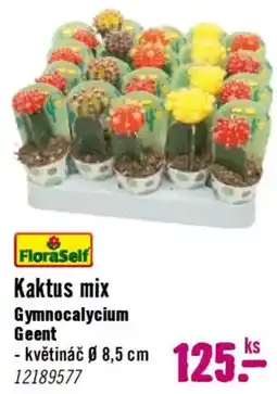 Hornbach FloraSelf Kaktus mix nabídka